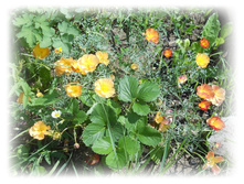 DSCN5178.JPG