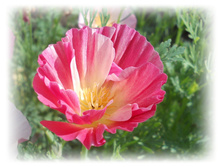 DSCN5181.JPG