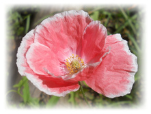 DSCN5184.JPG