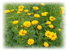 DSCN5195.JPG