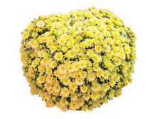 5827723.Jacqueline_Yellow_Imp..jpg