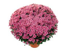 5827734.Ursula_Pink.jpg