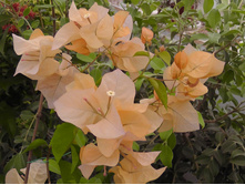 Golden tango