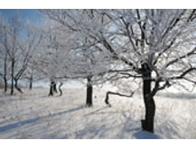 2425888_snow_oak.jpg