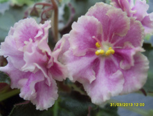 Rob\'s Antique Rose
