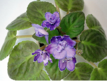 Orchid Fiesta.JPG