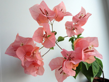DSC04055.JPG
