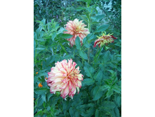 2012-08-19 20.05.58.jpg