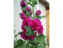 2012-07-24 09.43.50.jpg