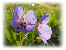DSCN5277.JPG