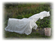 DSCN5306.JPG