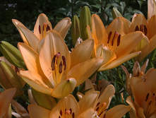 07072012070.JPG