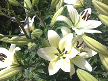 07072012073.JPG