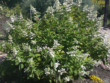 28072012109.JPG