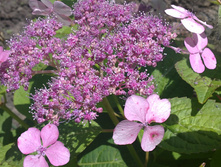 28072012118.JPG