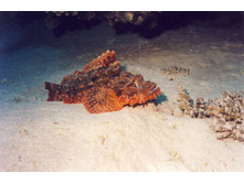 Image0074.JPG