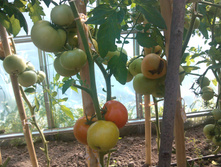 IMG_20120801_101928.jpg