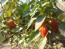 IMG_20120801_111404.jpg