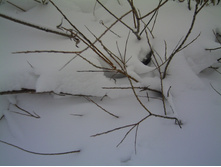 PICT0051.JPG