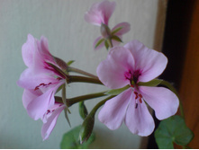 ���������� ������������ Tornado Lilac