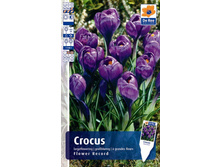 6,5�.-CROC-FLOWER-RECORD.jpg
