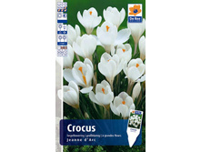 6,5�.-CROC-JEANNE-D-ARC.jpg