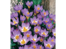 krokus_Tricolor_4,5�..jpeg