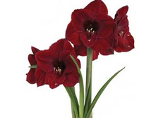 amaryllis-benfica- 172�..jpeg