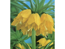 fritilaria-lutea 85�..jpeg