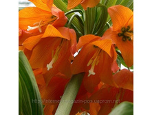 fritilaria-��������� ����� 15�..jpeg