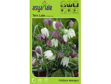 fritilaria-��������� ���� 6�..jpeg