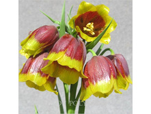 fritilaria-�������������  18�..jpeg