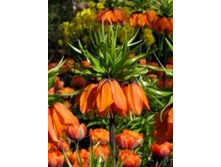 fritilaria-������� 240�..jpeg