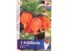 fritilaria-����� 85�..jpeg