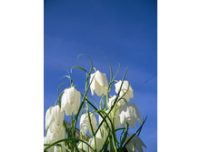fritilaria-��� ������� 4�..jpeg
