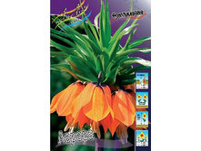 Fritillaria_Imperialis_Aurora 85�..jpeg