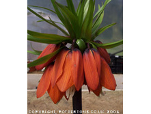 Fritillaria-William-Rex 90�..jpeg