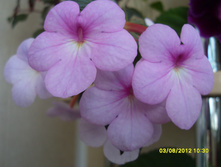 �������� Peach Blossom