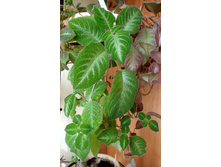 Lilacina viridis.jpg