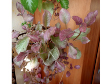 Strauberry Mist 1.jpg
