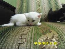 SAM_0554.JPG