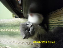 SAM_0585.JPG