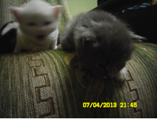 SAM_0593.JPG