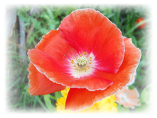DSCN5354.JPG