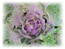 DSCN5363.JPG