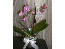 HPIM9838.jpg