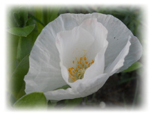 DSCN5417.JPG