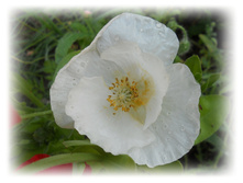 DSCN5441.JPG