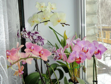 DSC02982.JPG