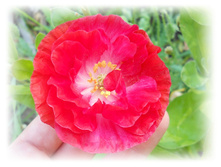 DSCN5449.JPG